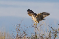 Grand Étang de Birieux